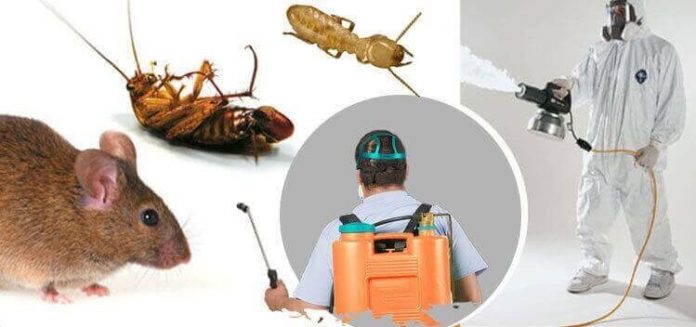 Pest Control Singapore